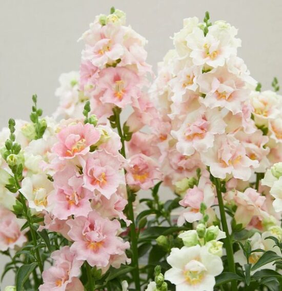 Lauvmutīte 'Doubleshot Appleblossom'